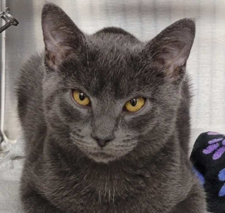 Photo of Bennie * Petco Sewell *