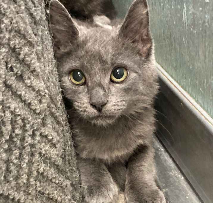 Photo of Turkey Dinner