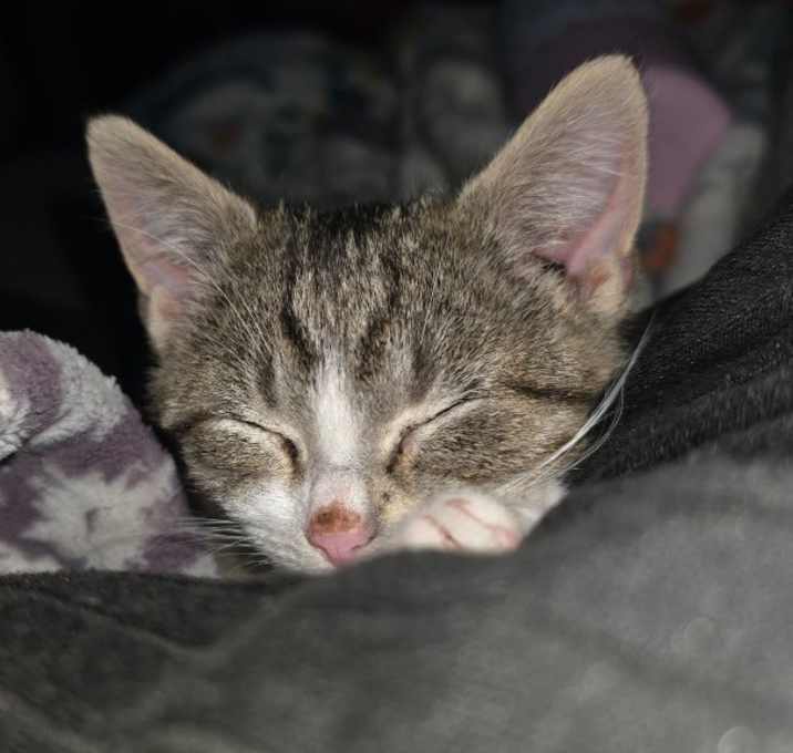 Photo of Santa Claws