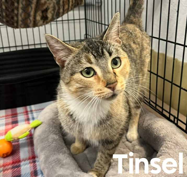 Photo of Tinsel
