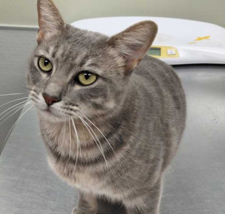 Photo of F25 LG 1656 Clara Belle