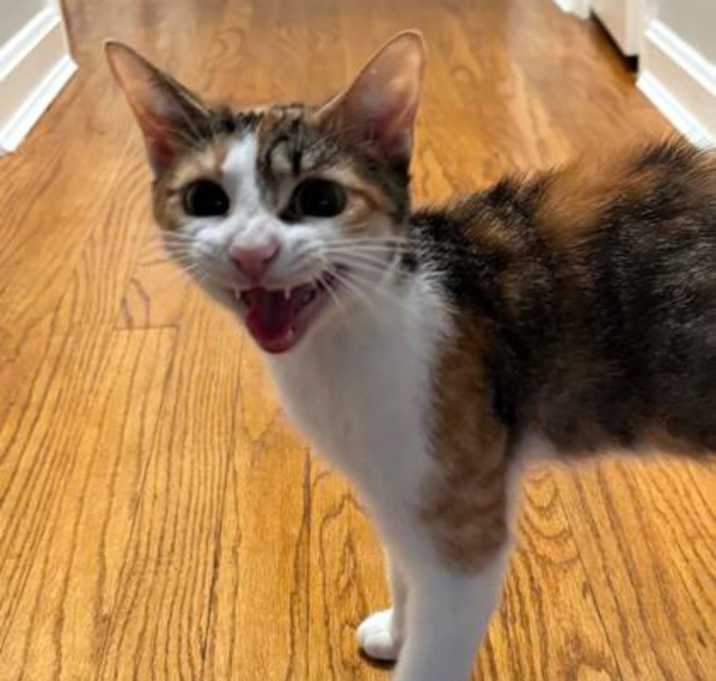 Photo of Avril Labeans