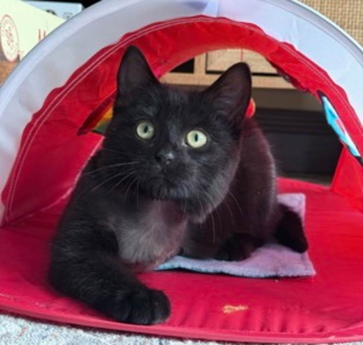 Photo of Hopper - Kitchener