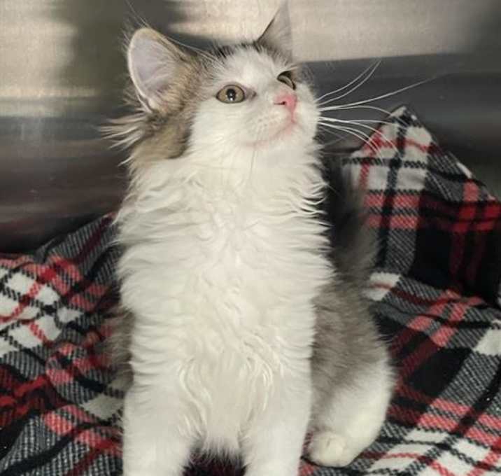 Photo of RAE (RESCUE ONLY)