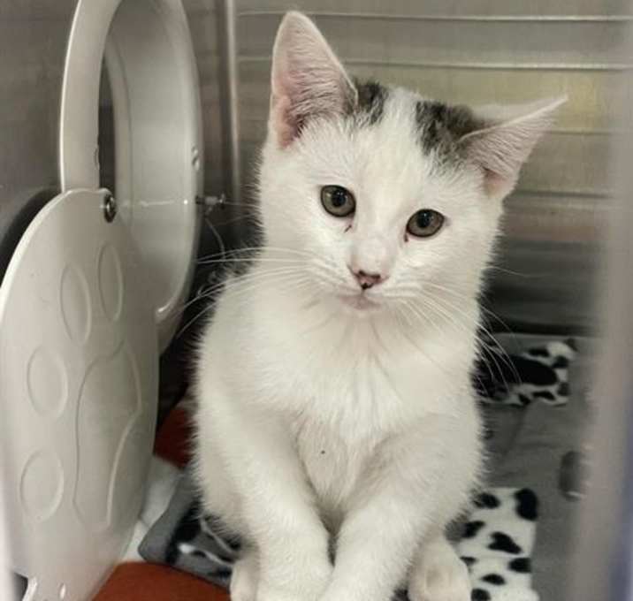 Photo of JIMMY (RESCUE ONLY)