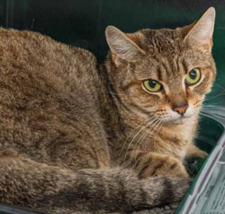 Photo of *MRS CLAWS*