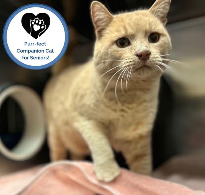 Photo of Hugh - Big sweet boy! 😻