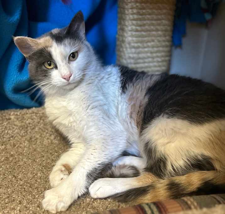 Photo of Eggnog - calico cutie - Adopt $75🎄