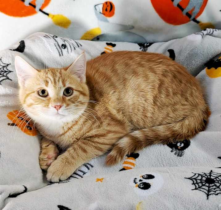 Photo of Mr. Pumpkin