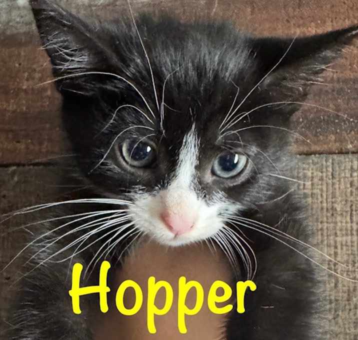 Photo of HOPPER