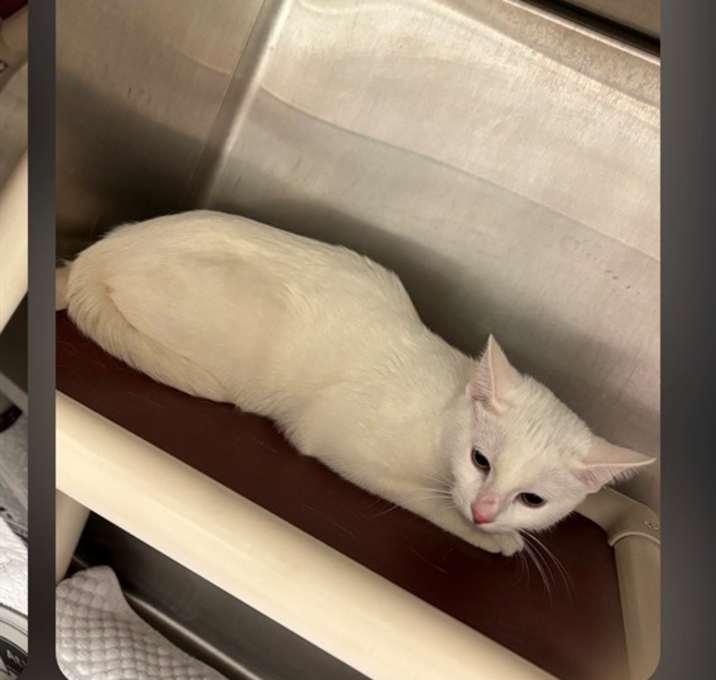 Photo of MARSHMALLOW