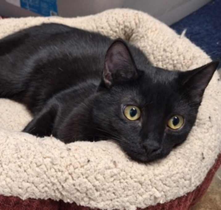 Photo of Sirius Black