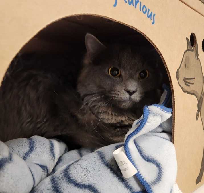 Photo of Jamie Cat 6