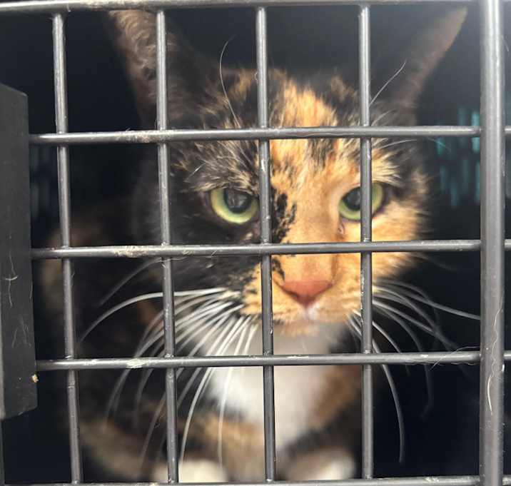 Photo of Callie 117C25