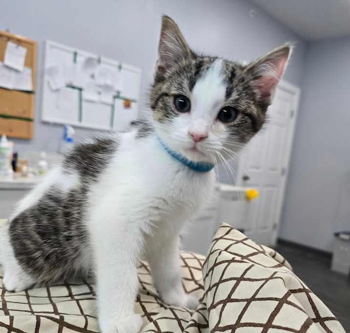 Photo of Shining Armour