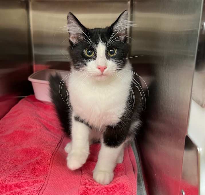 Photo of Stray 01/02 A64482