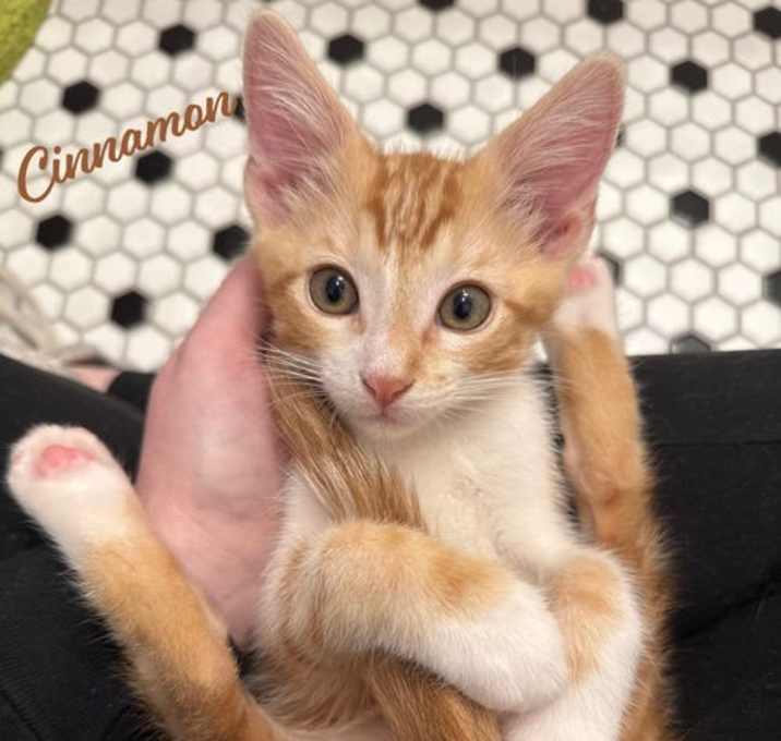 Photo of Cinnamon #brother-of-Pepper