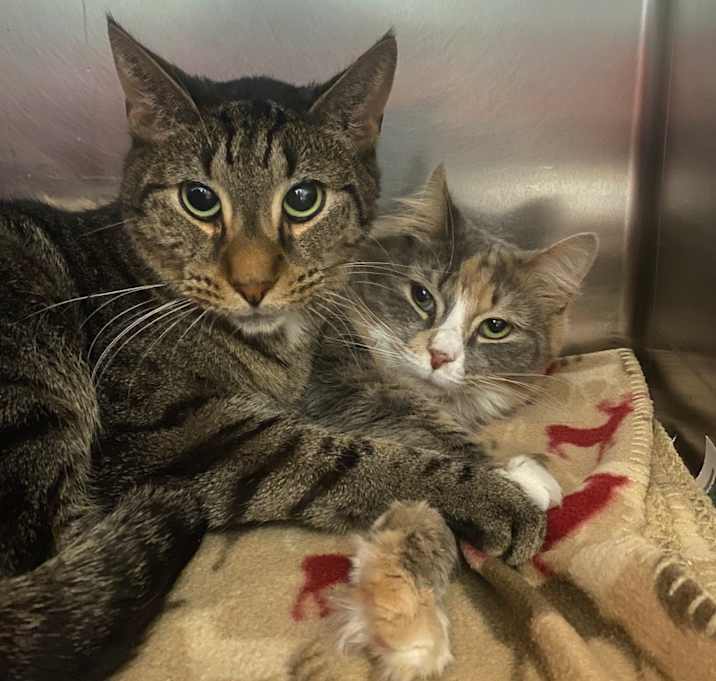 Photo of Tom (Bonded to Willow)