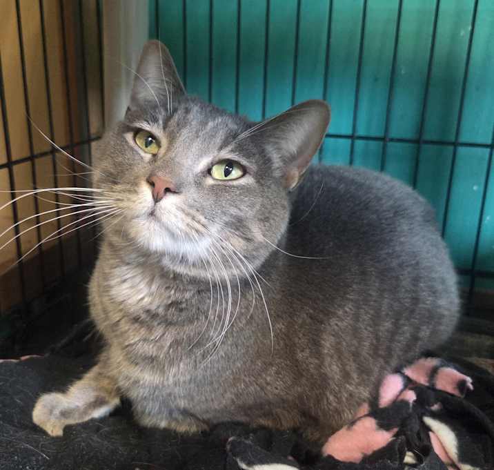 Photo of Silver Britches