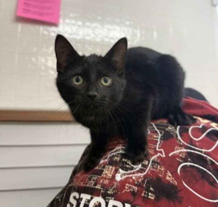 Photo of Chelsea Daniels