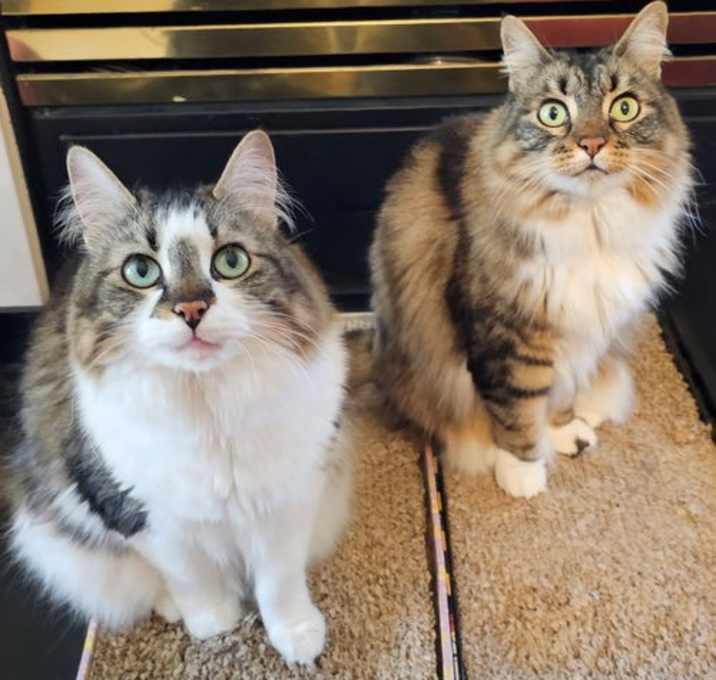 Photo of BELLA & SARAH #1808 - Offered by Owner -Bonded