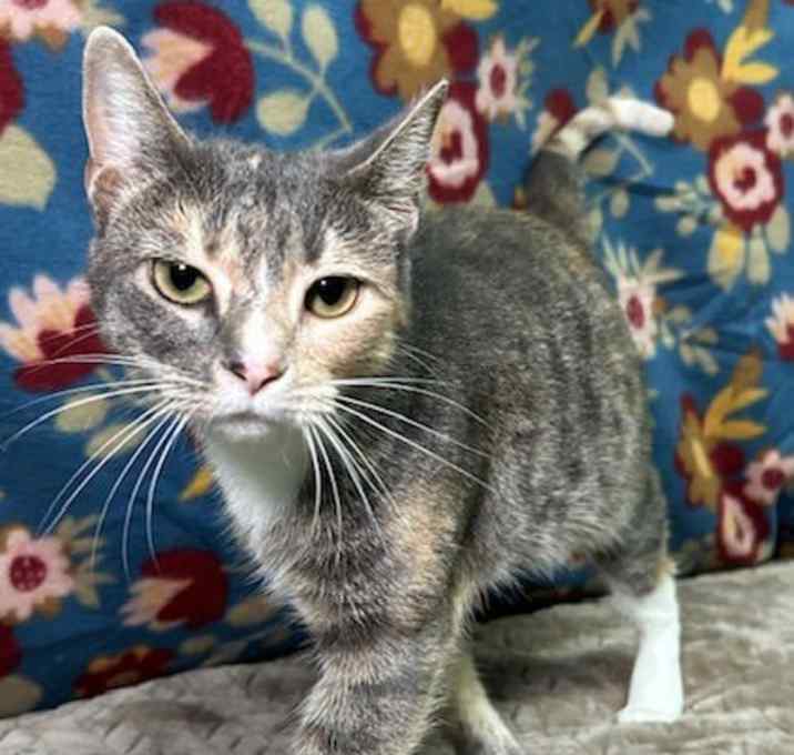 Photo of 251488 Coco Mimsy