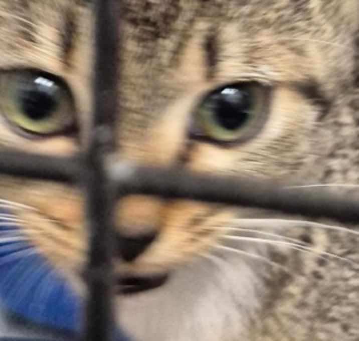 Photo of Milly(PETCO DUNN)