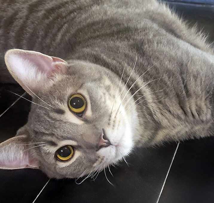 Photo of Sonoma, Bonded with Darlington