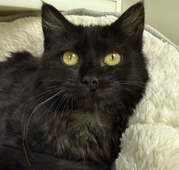 Photo of Liberty 60776