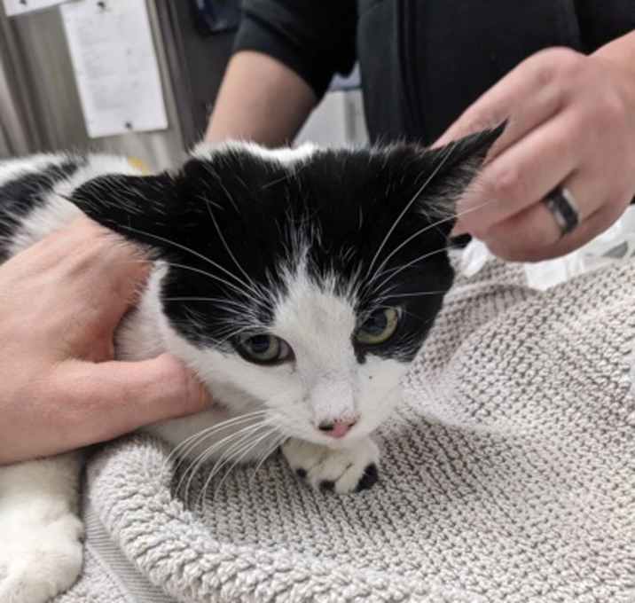 Photo of Little Lamb