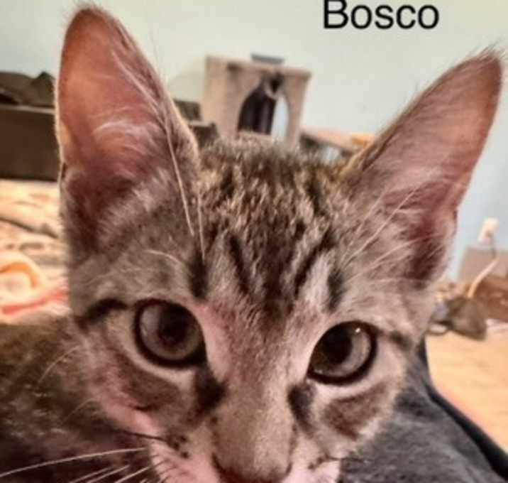 Photo of Bosco