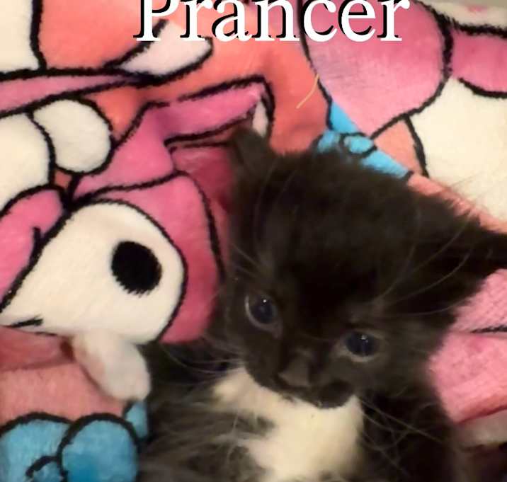 Photo of Prancer