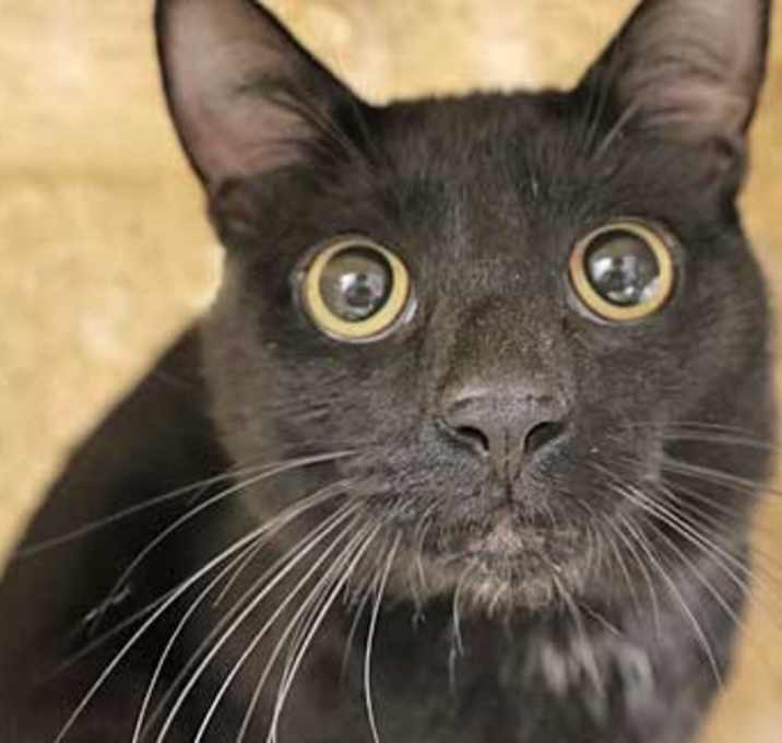 Photo of Leonardo Dicatrio*