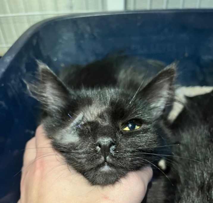 Photo of Magic 8 ball