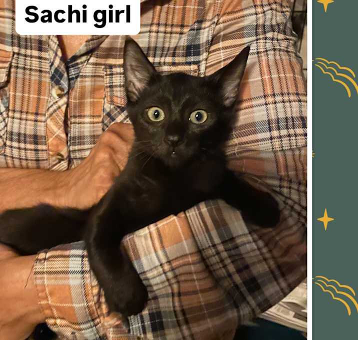 Photo of Baby Sachi