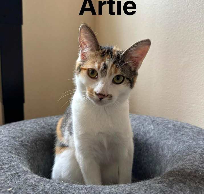 Photo of Artemis