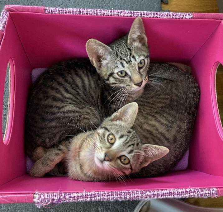 Photo of Shasta w/ Skeeter