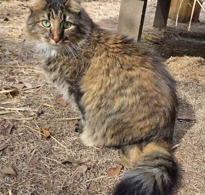 Photo of Fluffy Topaz