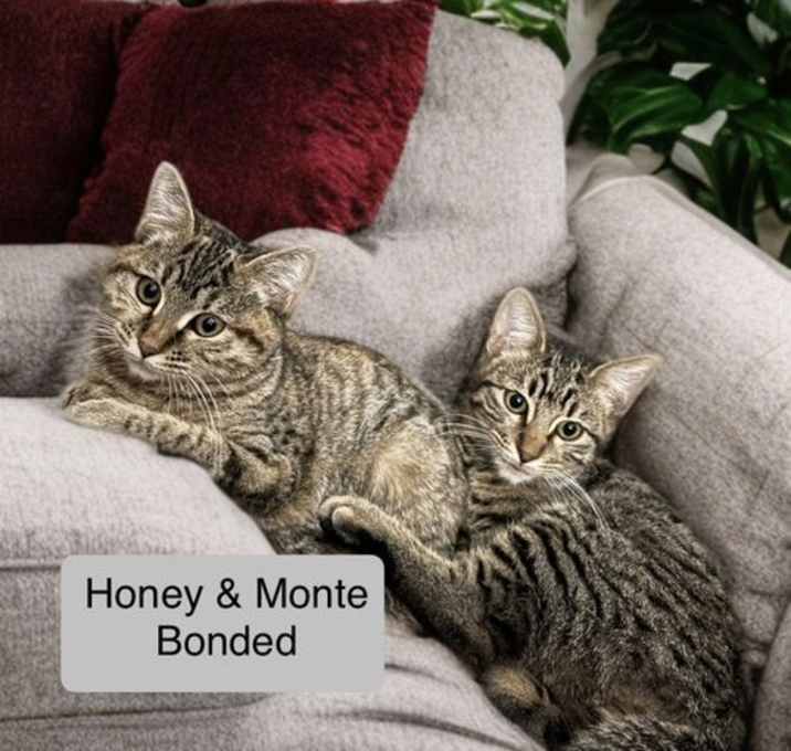 Photo of Monte bonded with Honey