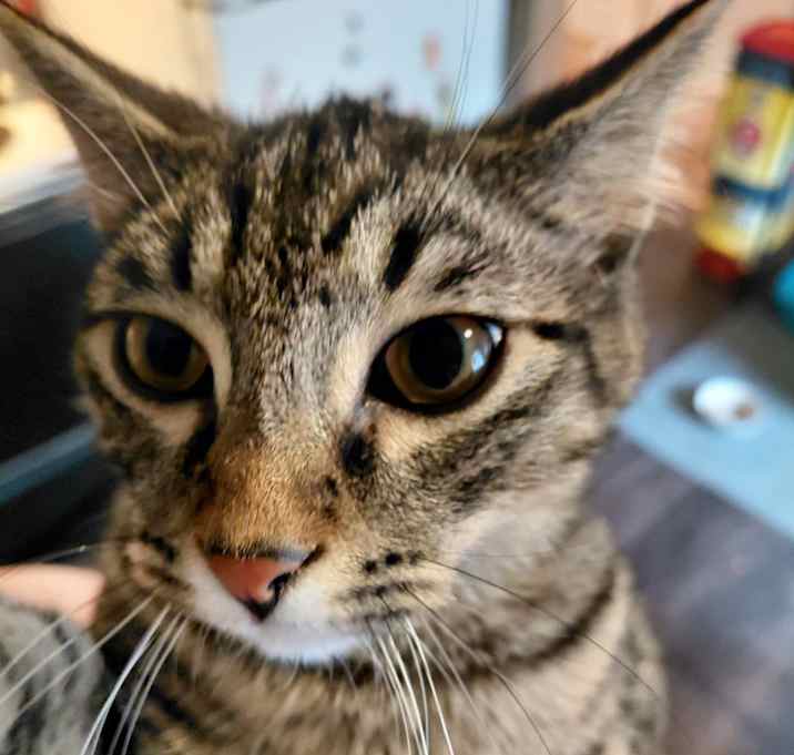 Photo of Copenhagen and grizzly