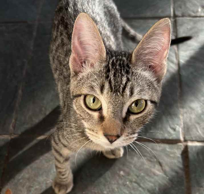 Photo of Tantrum, Jr. NN