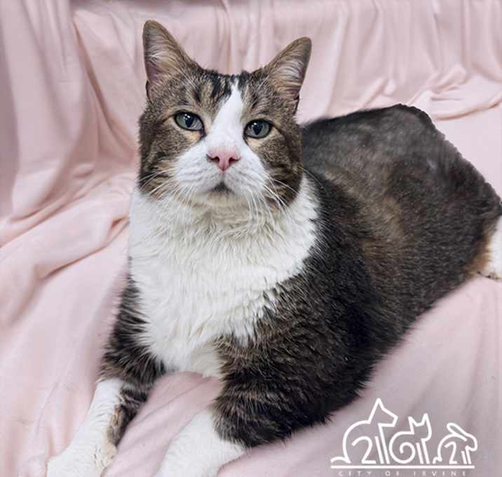 Photo of GINGERBREAD