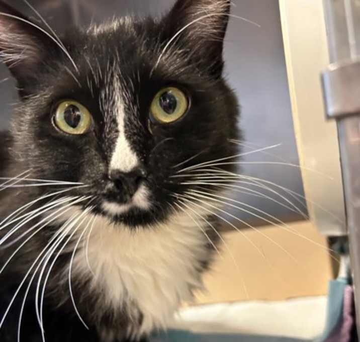 Photo of Jingle Jangle