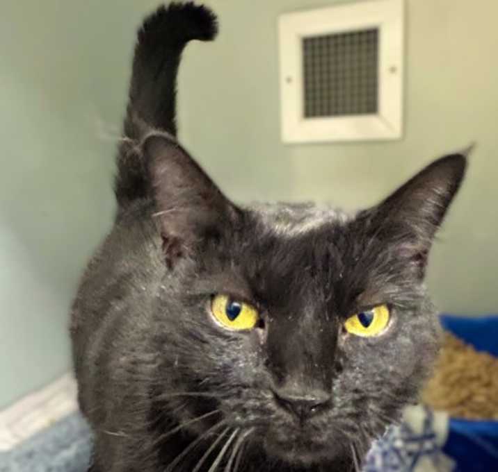 Photo of Blackberry 1884-25