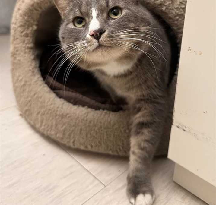 Photo of FRED - FIV+