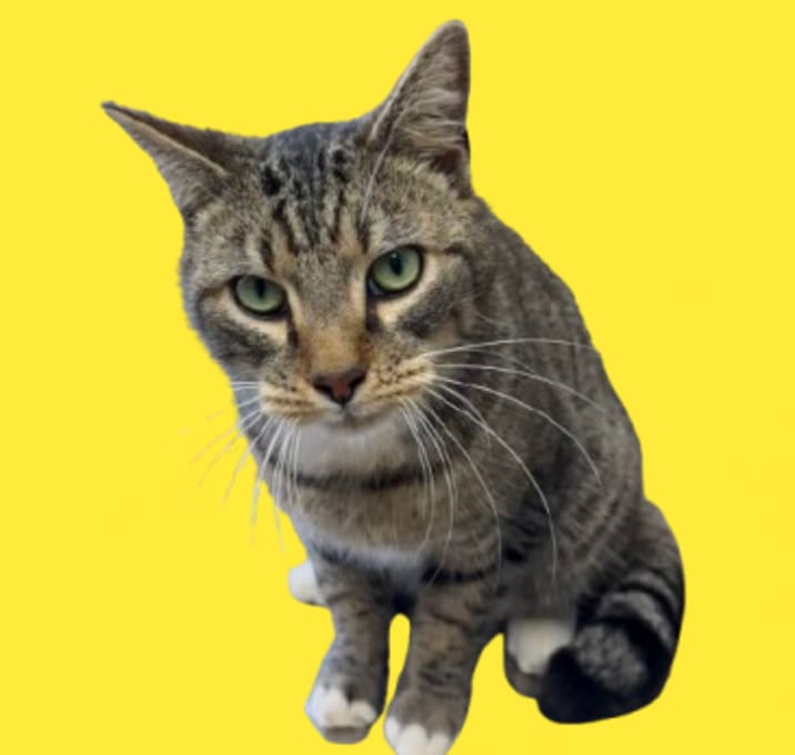 Photo of TUSC-Stray-83086