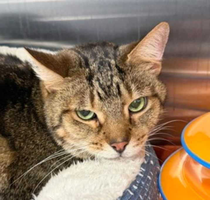 Photo of Oliver *Bonded with Tyler*