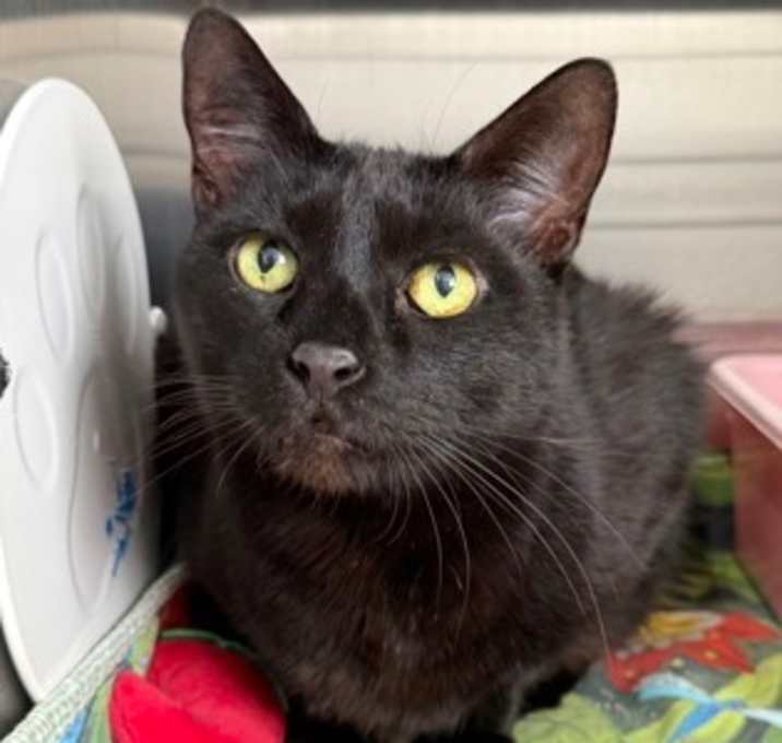 Photo of Tyler *Bonded with Oliver*