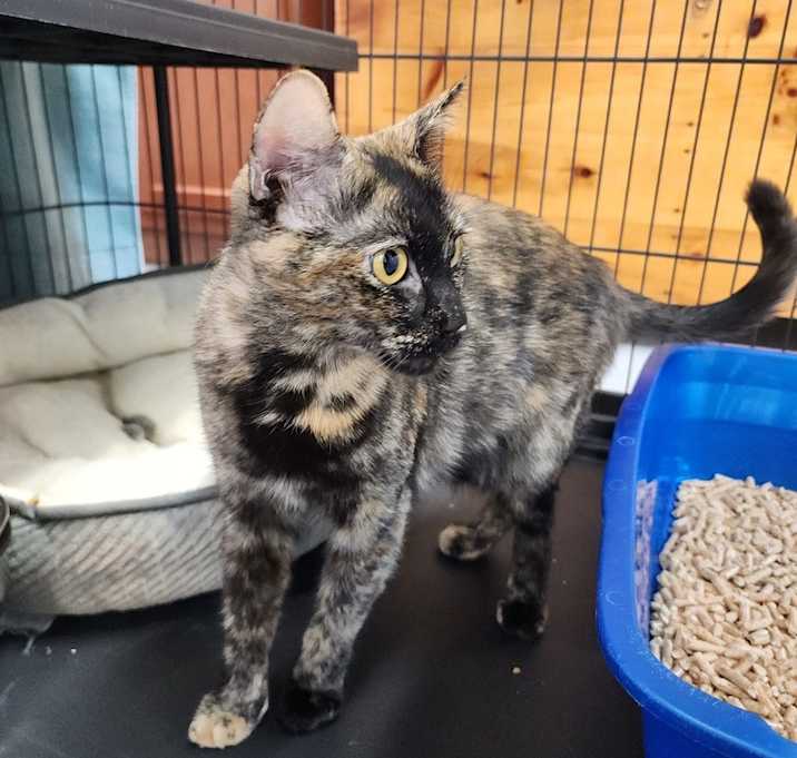 Photo of BUTTERSCOTCH