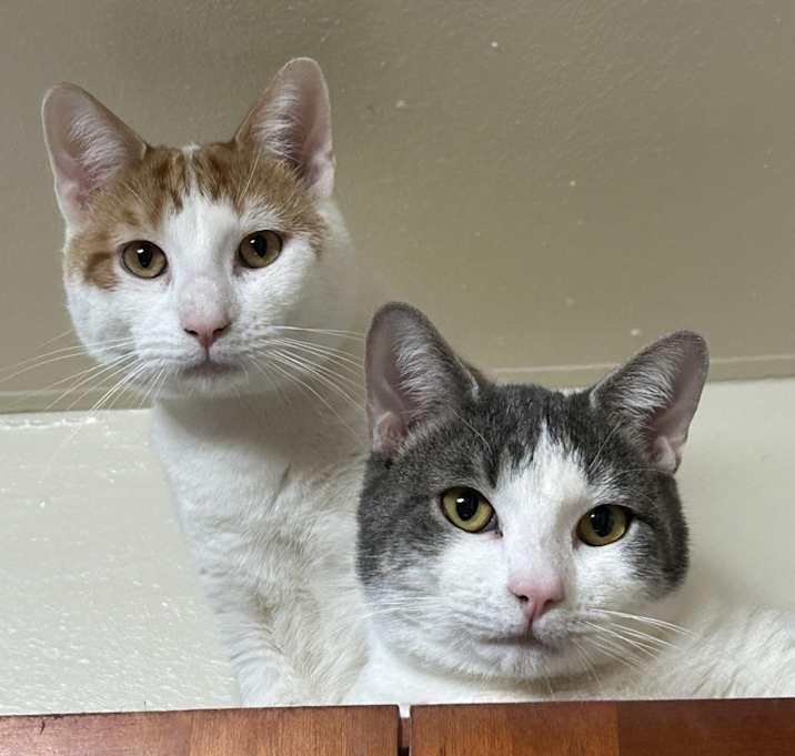 Photo of Naruto and Sasuke